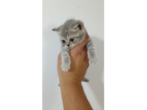 A Kalite British Shorthair Bebekler