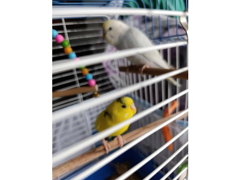 Kuşlar Vakit Ayıramadığımdan Dolayı Sahiplendirilecektir