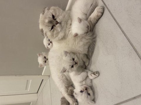 Beyaz Kürk Masmavi Gözlü British Longhair Bebekler