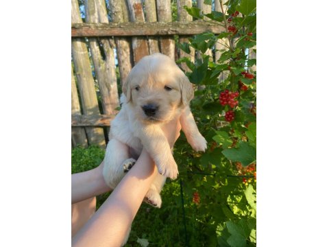 Golden Retriever Yavrular Gelip Görerek Alabilirsiniz Adrese Teslimat Var