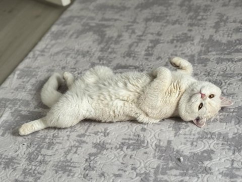 Safkan British Shorthair Golden
