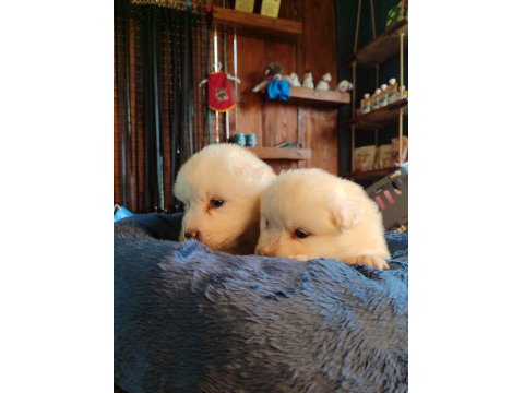 Bembeyaz Güzellik Safkan Samoyed Yavrusu