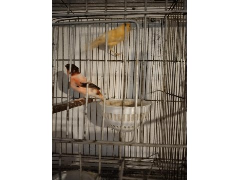 Her Tür Kanarya Vardır