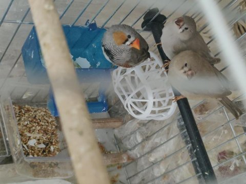 Ev Sıcaklığında Beslenen Hint Bülbülleri 1-2-3 Aylık