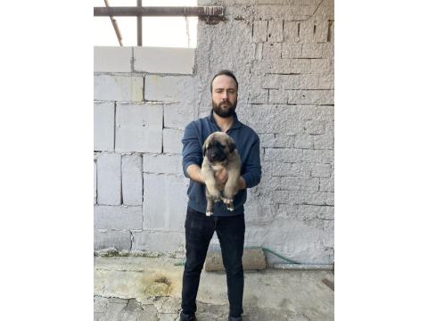 Dev Boy Kangal Yavrular