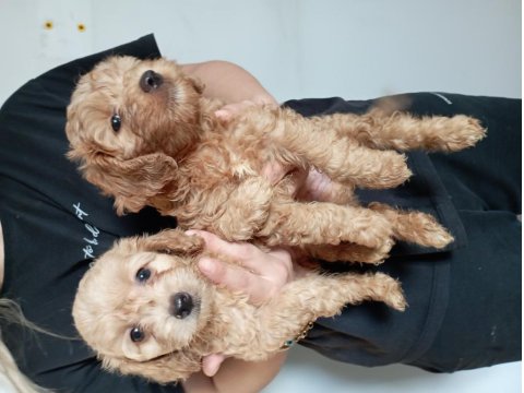 0 Numara Maltipoo Yavrularımız
