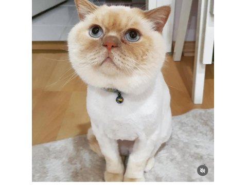 Ücretsiz Sahiplendirme Kedimiz