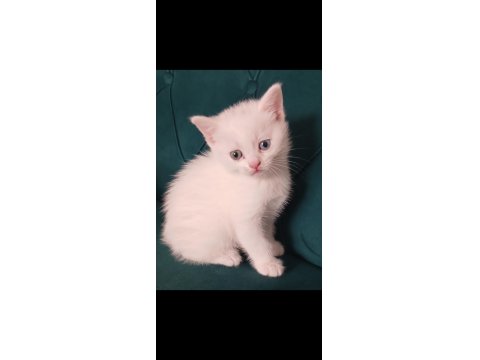 Orjinal British Yavrularımız