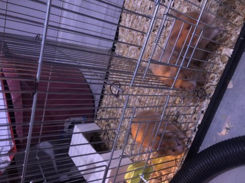 Suriye Hamster Yavruları