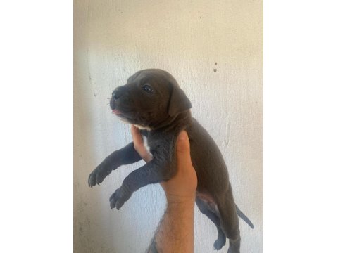 Sağlıklı Cane Corso Blue Erkek Yavru