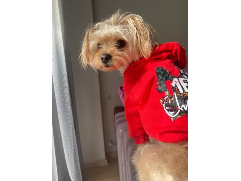 Pera – 3 Yaşında, Tuvalet Eğitimli, Sosyal Yorkshire Poodle Kırması