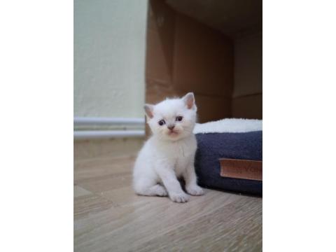 Oyuncu Scottish Fold Bebişler