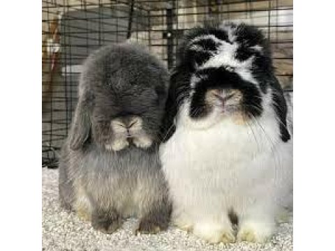 Teddy Lop Tavşan