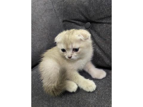 Scottish Fold Fındık Kızımıza Yuva Arıyoruz