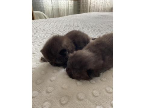 Çikolata Renk Kedilerim