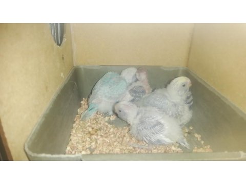 Yavru Muhabbet Kuşları