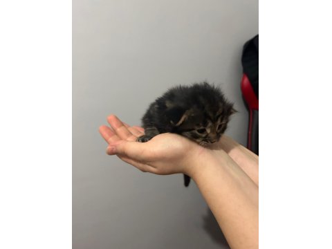 Çok Acil 3 Adet Yavru Tekir 1 Kız Ve 2 Erkek