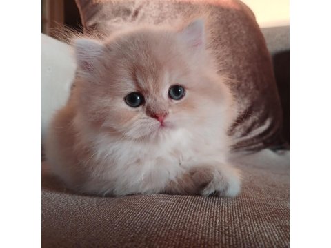 Show Kalite British Longhair Bebekler