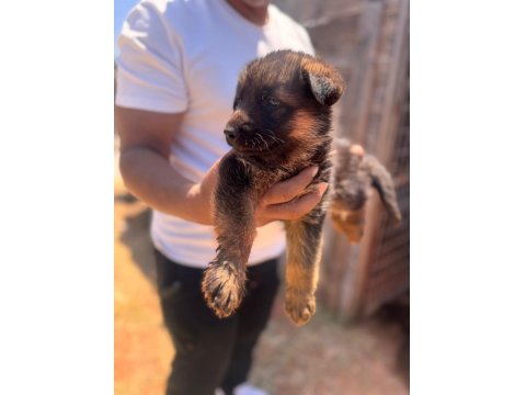 Koruma İçgüdüsü Yüksek Alman Kurdu