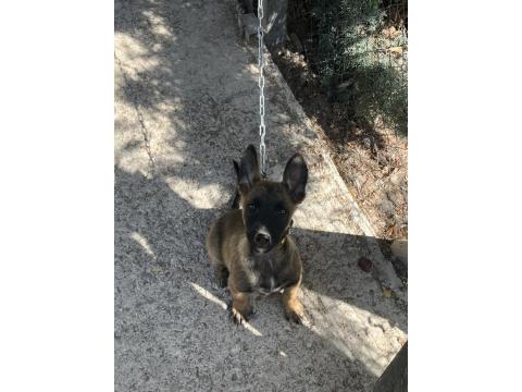 30 Günlük Belçika Kurdu Yavrular