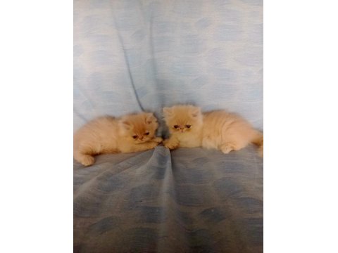 26 Temmuz İran Kedisi Yavru Kedilerim