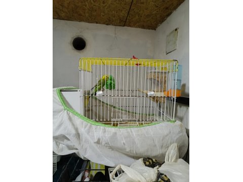 Takım Muhabbet Kuşu Erkek Ve Dişi