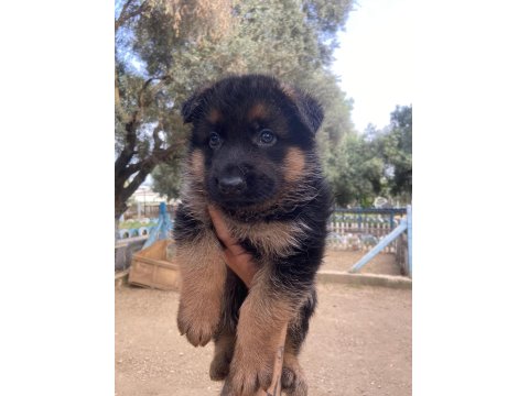 Show Kalite Alman Kurdu Yavruları