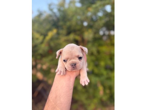 Egzotik French Bulldog Bebekler