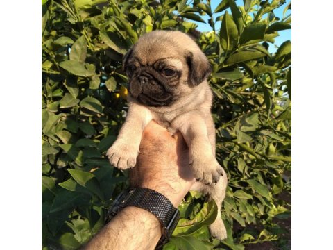 Hamburger Surat Gül Kuyruk Pug