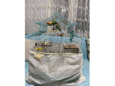 Sağlıklı Damızlık Çift Papağanımız