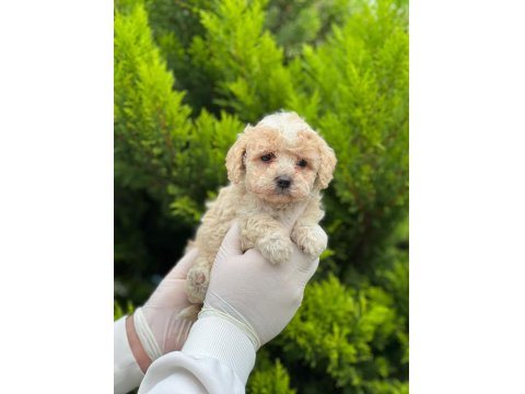 Kampanyalı Poodle Bebekler