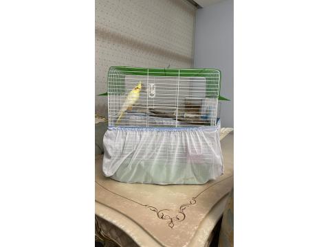 7 Aylık Sultan Papağanı