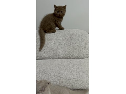 Cinnemon Fawn British Shorthair Yavrularımız