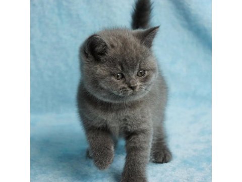 British Shorthair Sevimli Yavrular