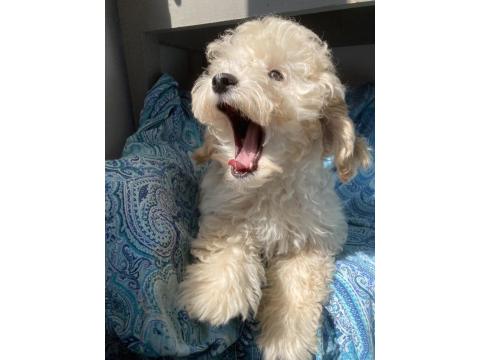 Anne Altından Poodle Yavrular