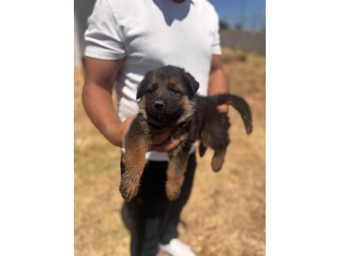 Alman Kurdu Bebeklerimiz İçin Acele Edin