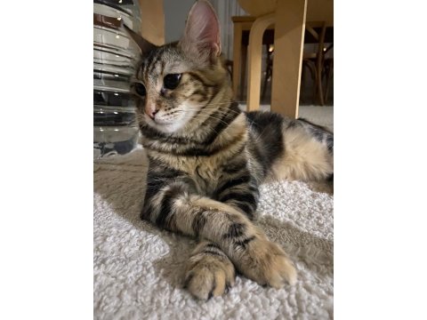 Kedime İyi Bakacak Bir Aile Arıyorum