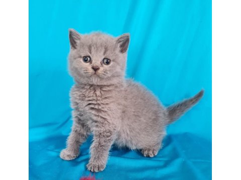 Scottish Yavrular Sahibinden