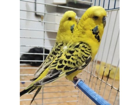 Texas Çift Muhabbet Kuşu