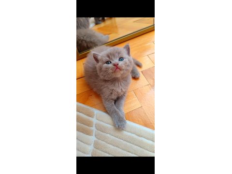 Gri Ve Lilac Renk Erkek Dişi British Shorthair Yavrular
