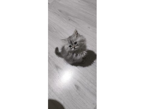 Kül Kedisi Tatlı Chinchilla Yavrularım