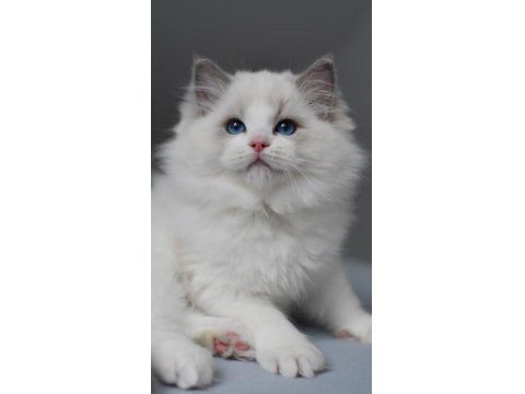 Görkemli Ragdoll Yavrumuz