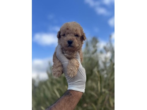 Minik Poodle Bebekler