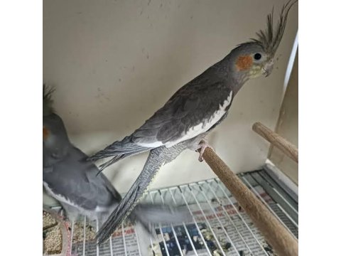 El Besleme Sakin Uysal Sultan Papağanı Yavruları Adana