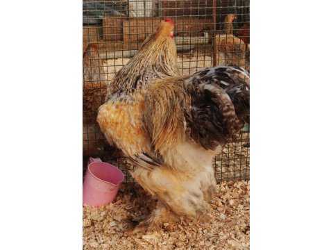 Buff Barret Brahma Kuluçkalık Yumurta