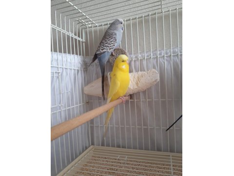 Üretime Hazır Muhabbet Kuşu Çifti Büyük Boy Kafes Seti