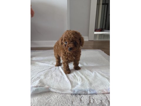 2 Aylık Erkek Toy Poodle Yavru