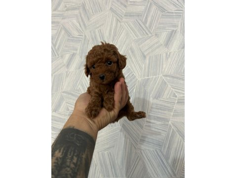 Toy Poodle Yavrularımız Sağlık Garantili