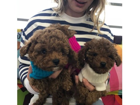 Irk Garantili Toy Poodle Yavruları