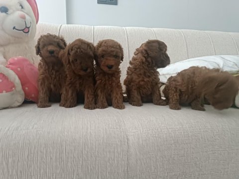 Sizin De Böyle Oyuncu Sağlıklı Poodle Dostunuz Olsun